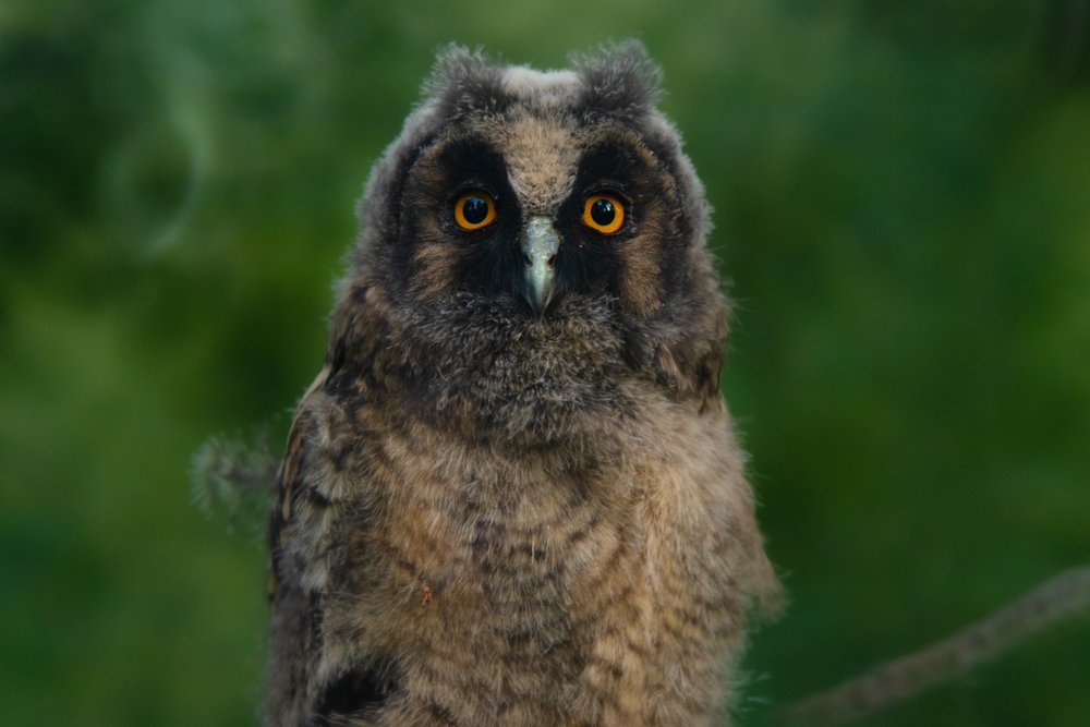 Человек, смотри в глаза и повторяй за мной: я не вижу сову, это просто ветка, я не вижу сову...