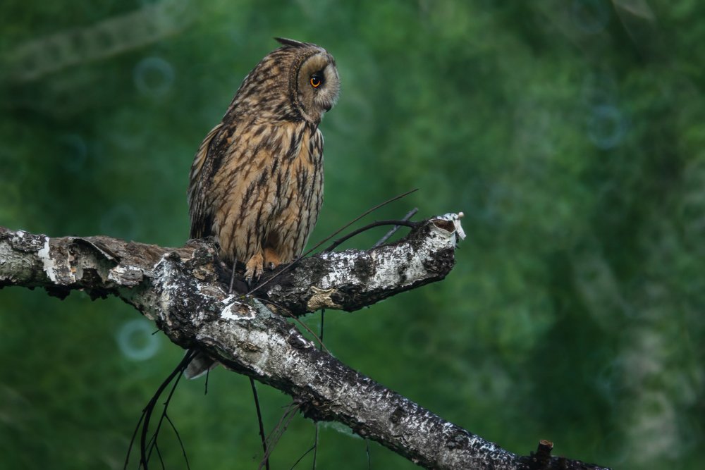 Ушастая сова