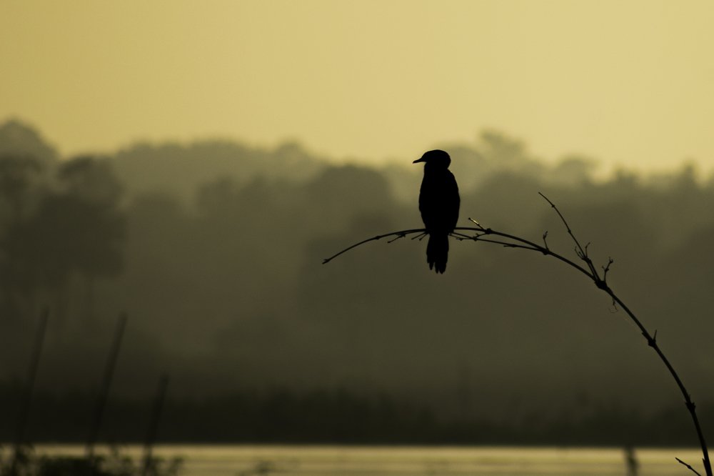 Photograph by Pinak Paul