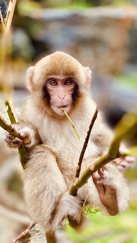 ДЖИГОКУДАНИ, К СЧАСТЬЮ ОБЕЗЬЯН.
