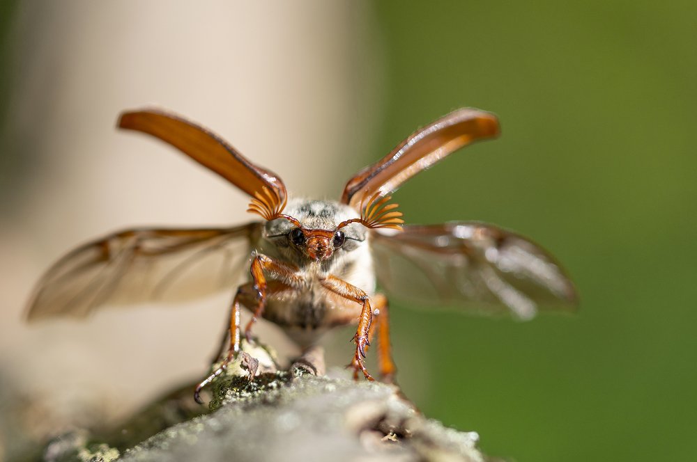 Photograph by Юрій Стороженко