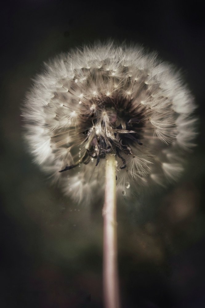 Photograph by Екатерина Романова