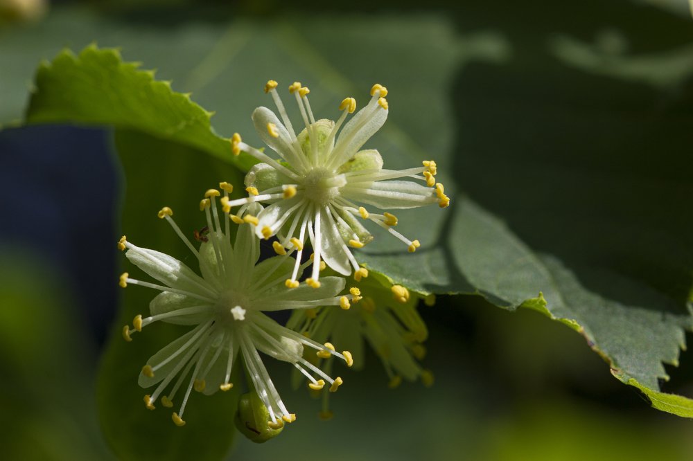 Липовый цвет