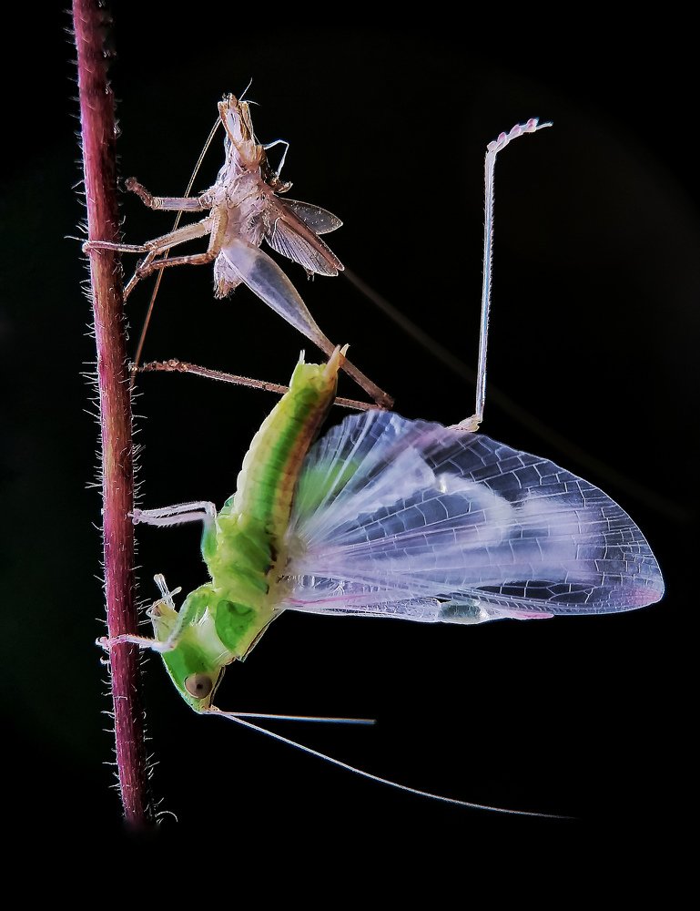 Photograph by Biswanath Chaki