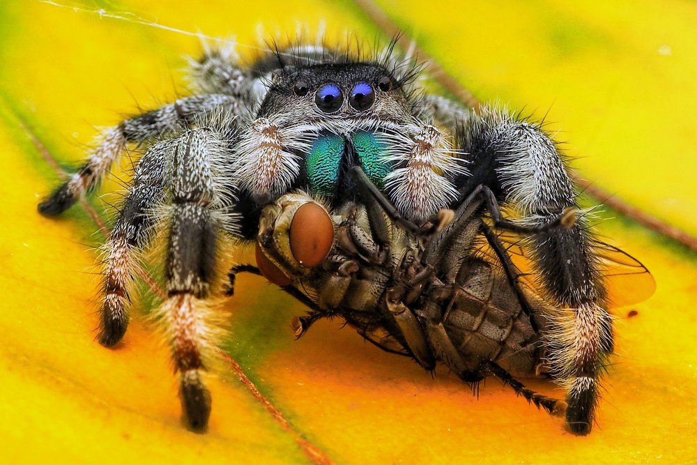 Photograph by Muhammad Faishol Husni