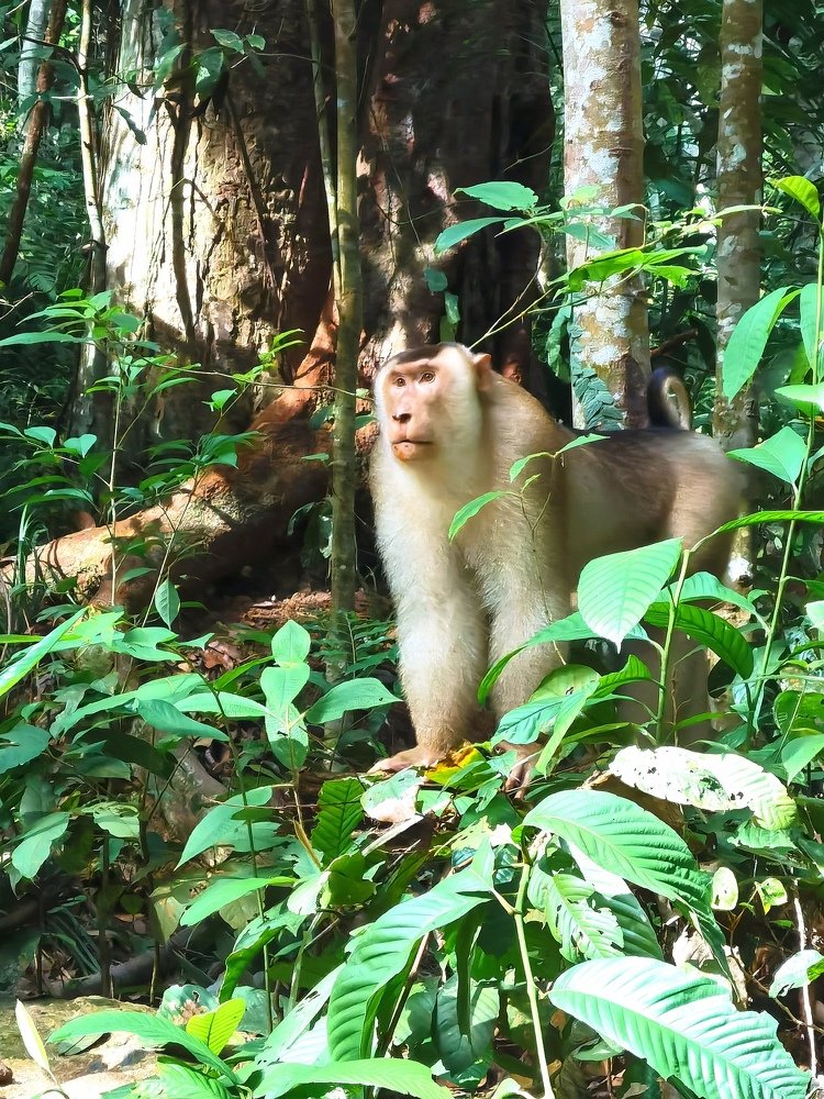 Jungle