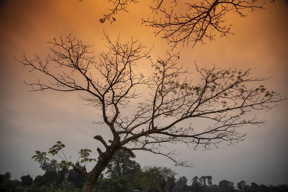 Photograph by A. M. Shafiqul Islam