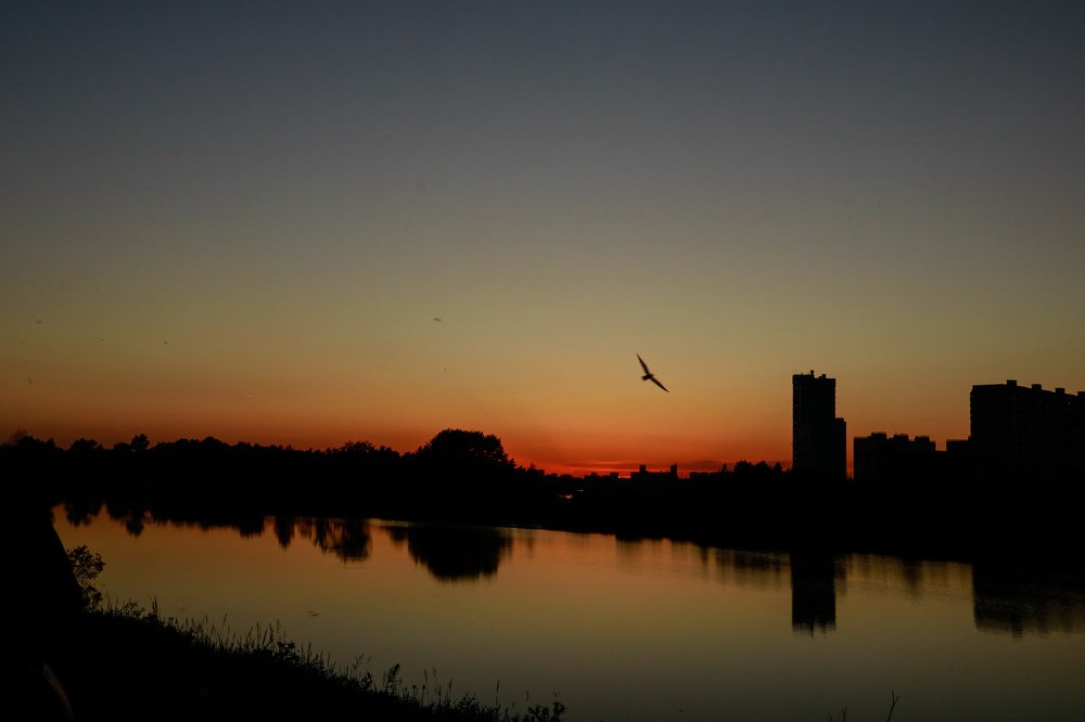 Полёт чайки