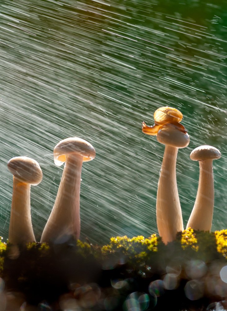 Snail pose concept with water splash