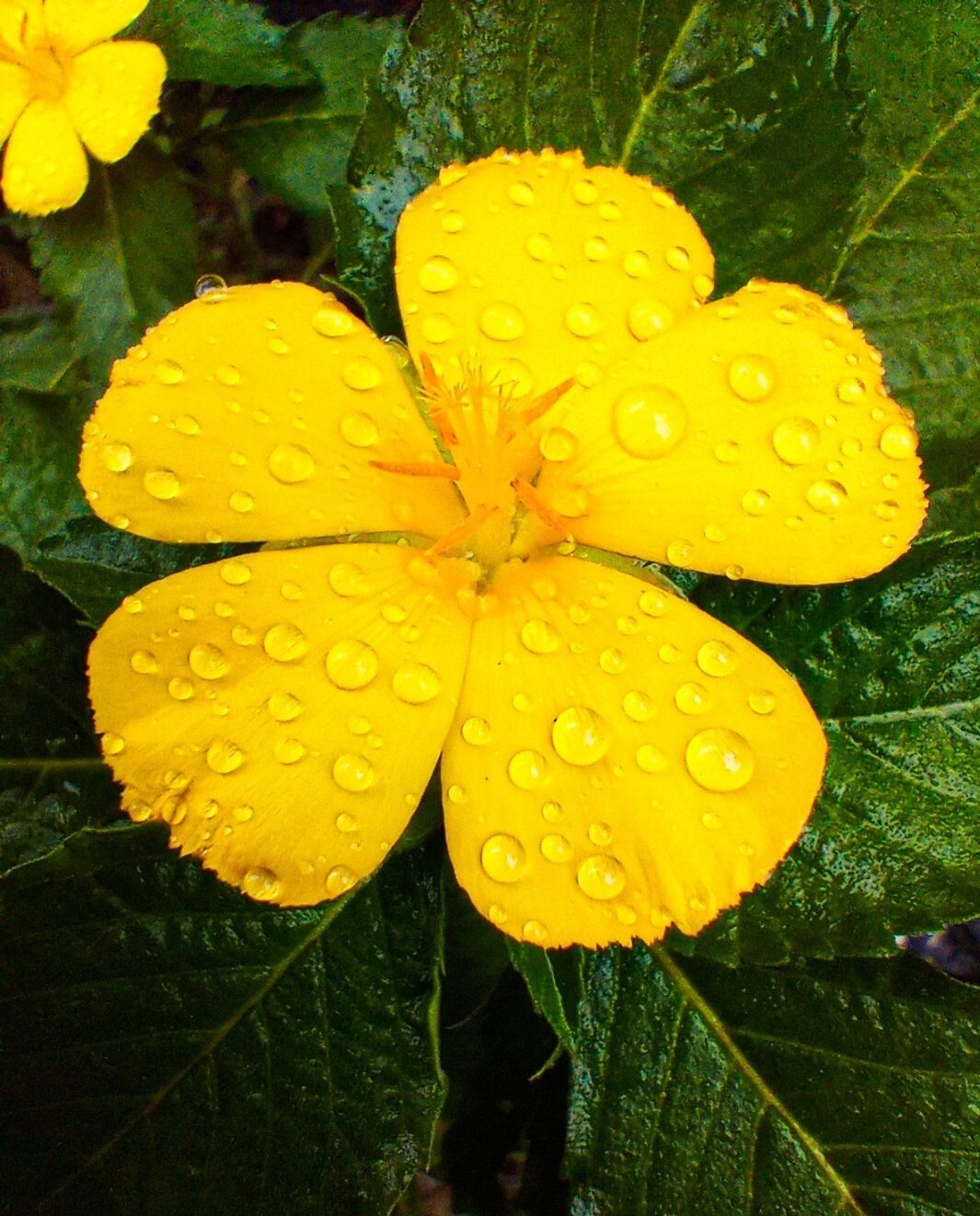 PERENNIAL GERANIUM FLOWER WITH WATER DROPLETS PERENNIAL GERANIUM FLOWER WITH WATER DROPLETS