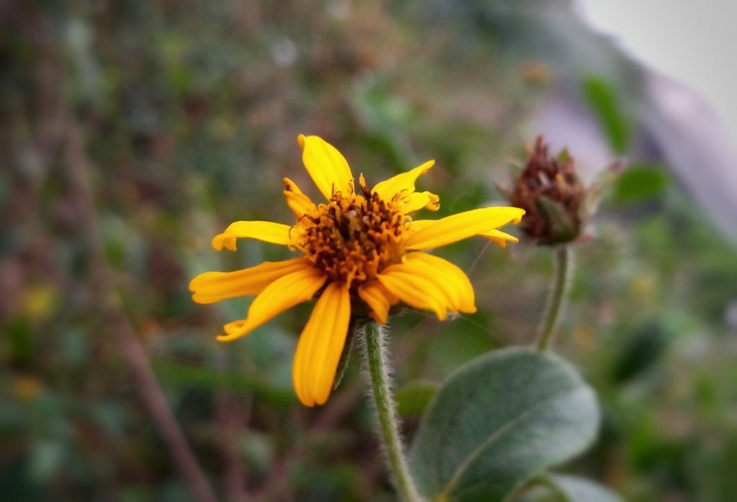 MACRO PHOTOGRAPHY OF A SUN FLOWER MACRO PHOTOGRAPHY OF A SUN FLOWER