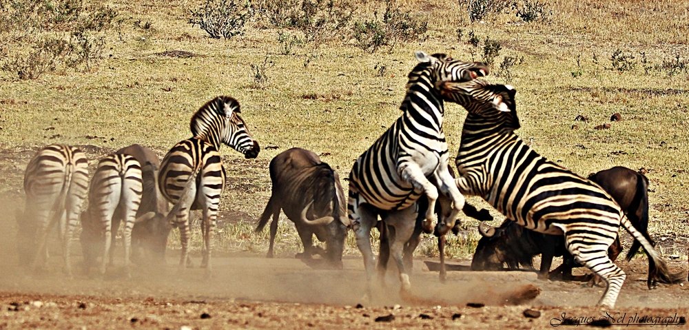 Photograph by Jacques Nel