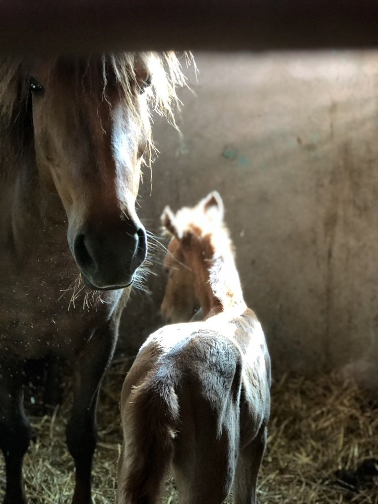 Baby foal