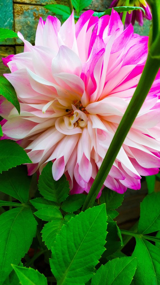 Flower photography