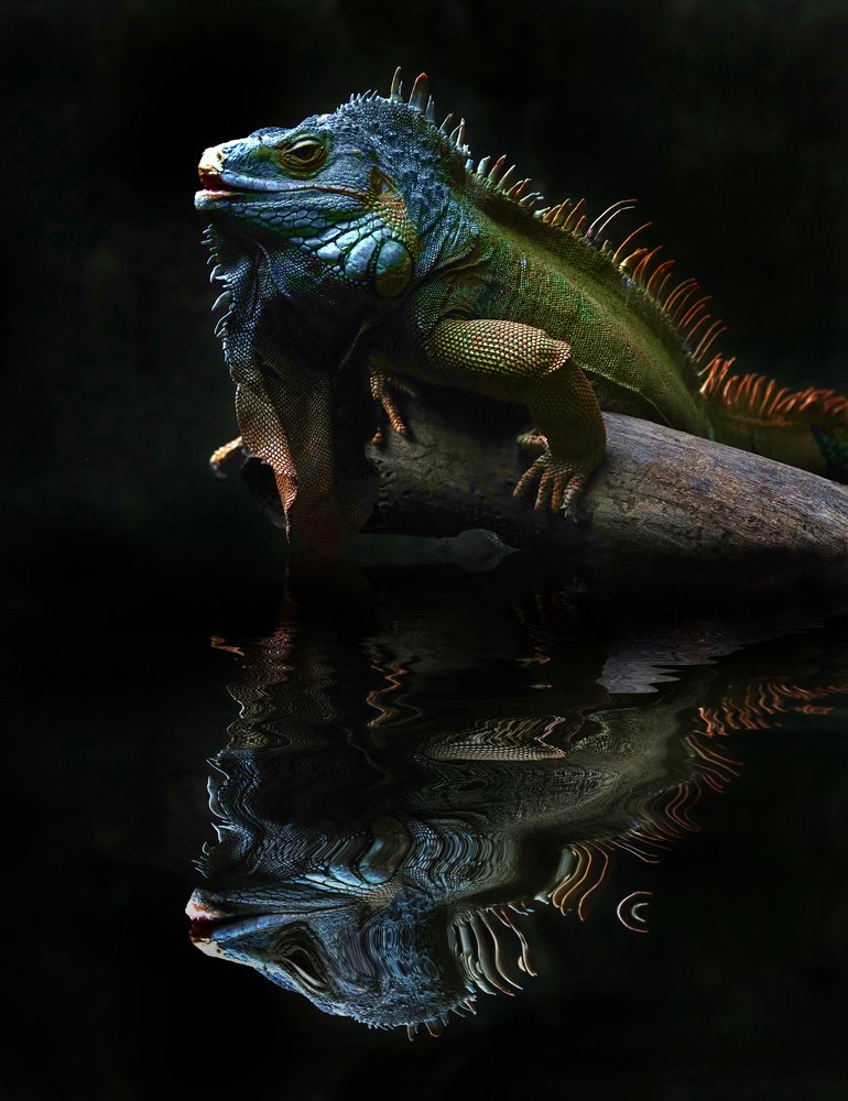Green Iguana