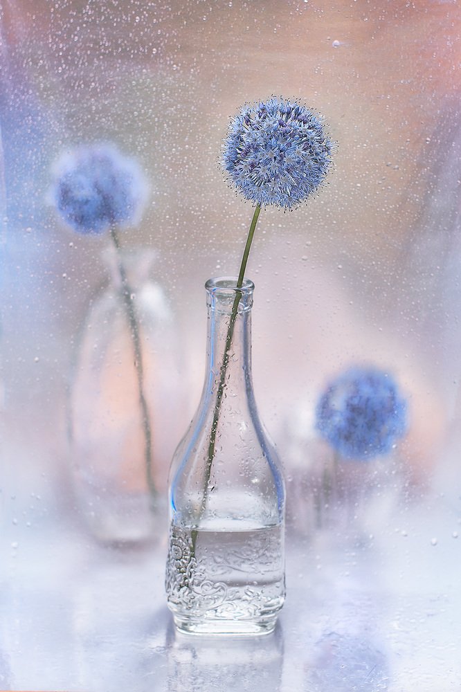 Красавец Голубой Керулеум