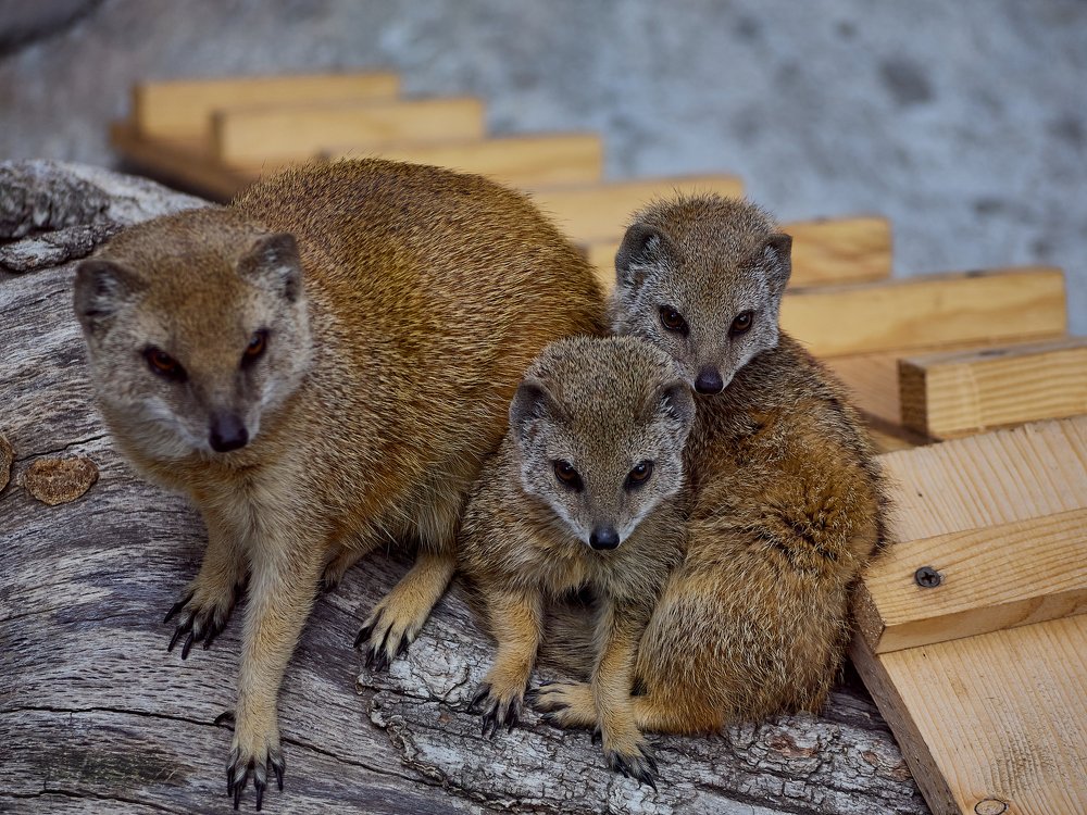 Фотография автора Игорь Игоревич
