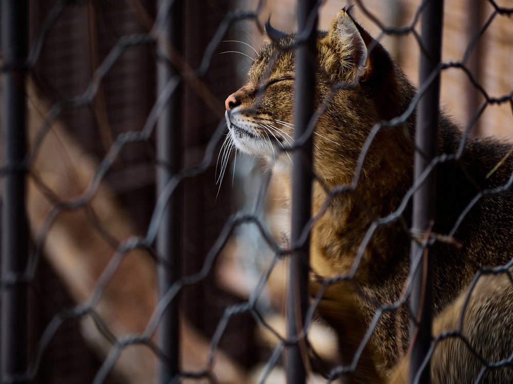 Фотография автора Игорь Игоревич