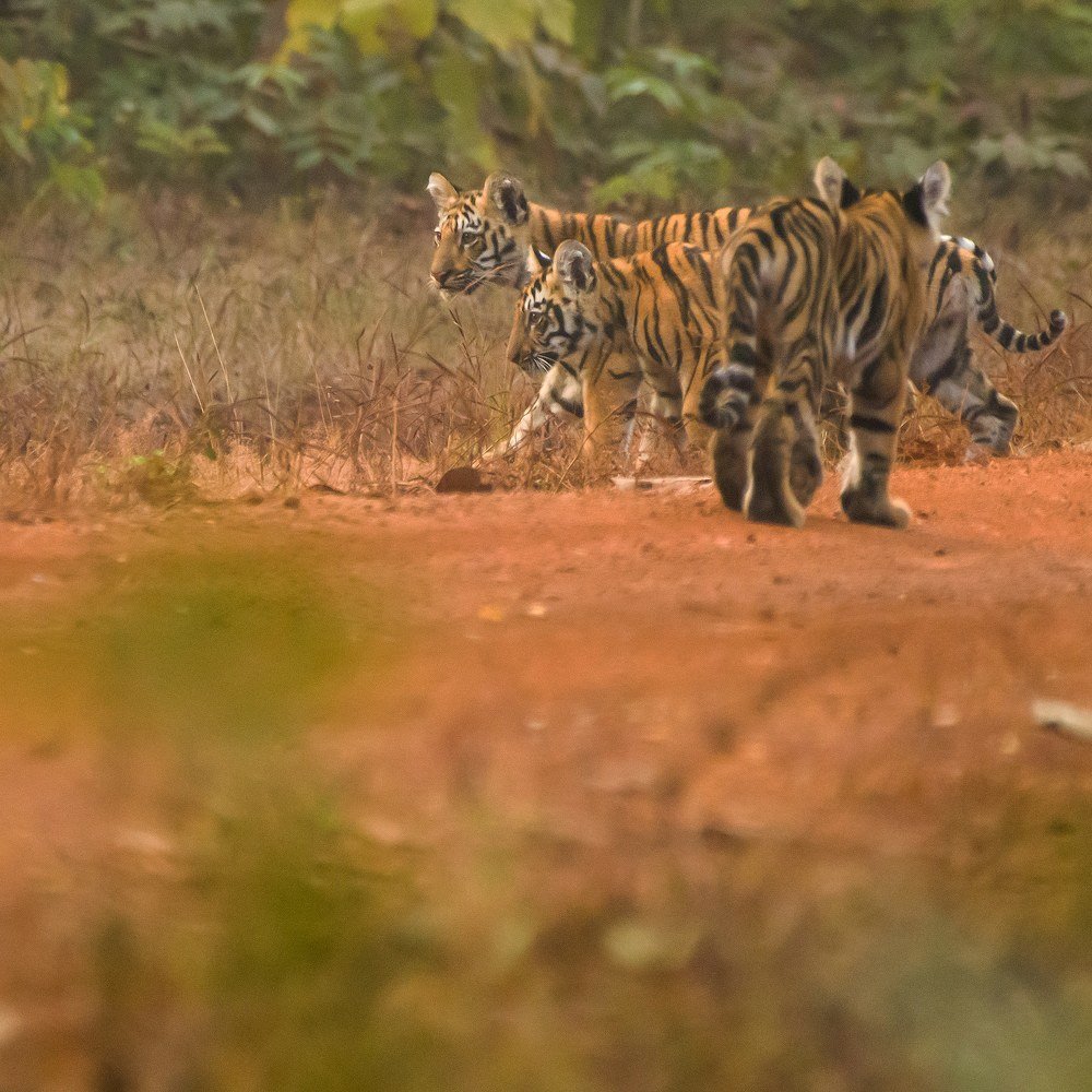 Фотография автора vivek yadav