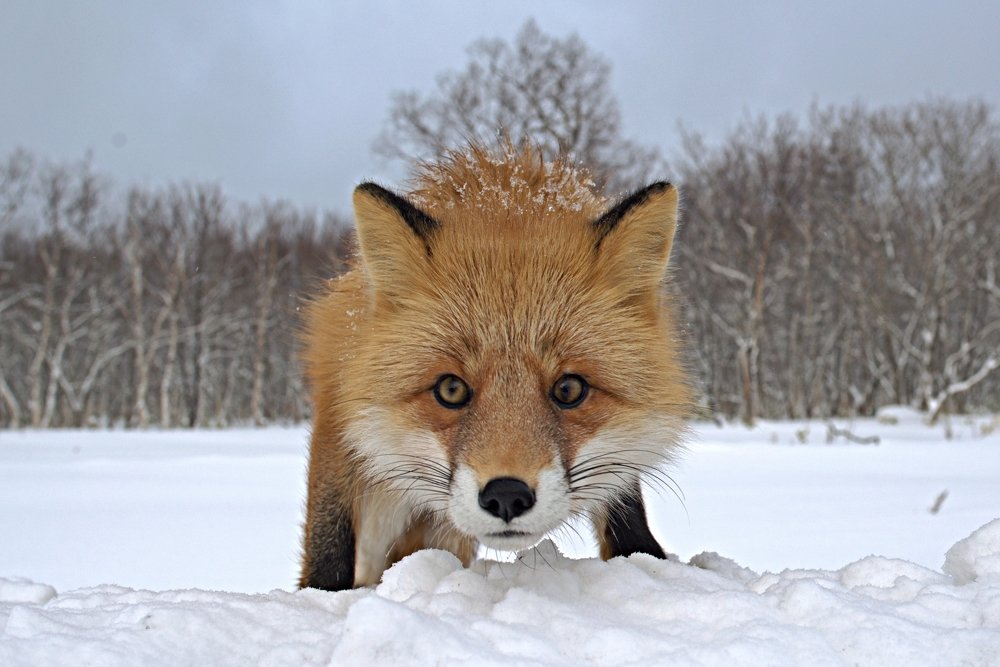 Photograph by Александр Редько