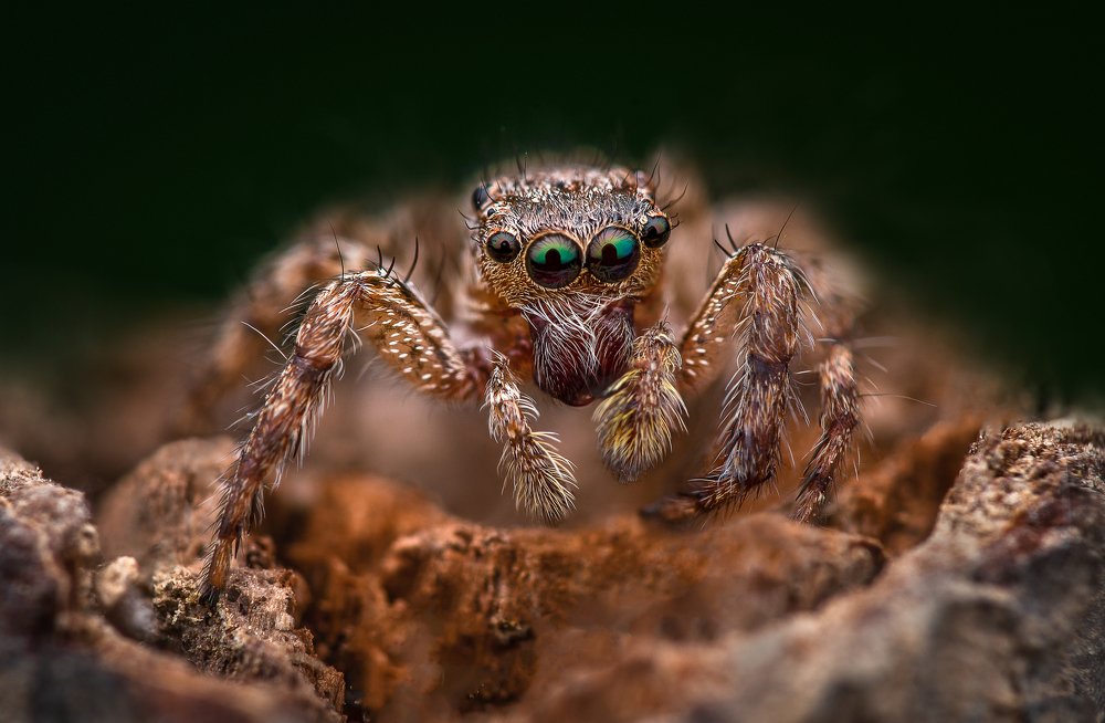 Photograph by Su Vun Lee