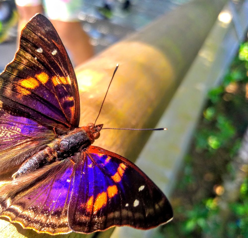 Photograph by Pablo Masuco