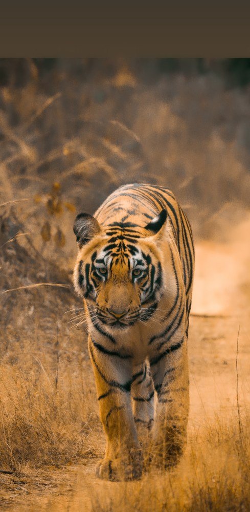 Photograph by Vivek Yadav