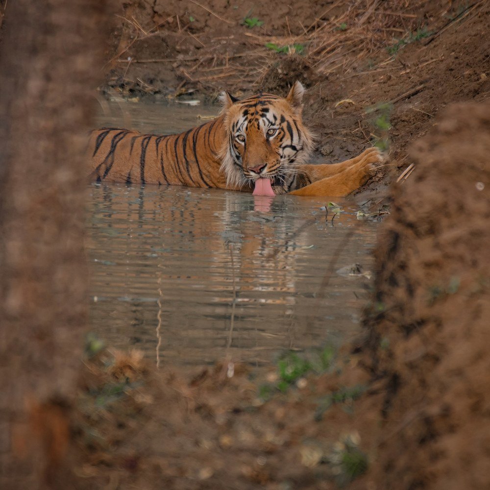 Photograph by Vivek Yadav