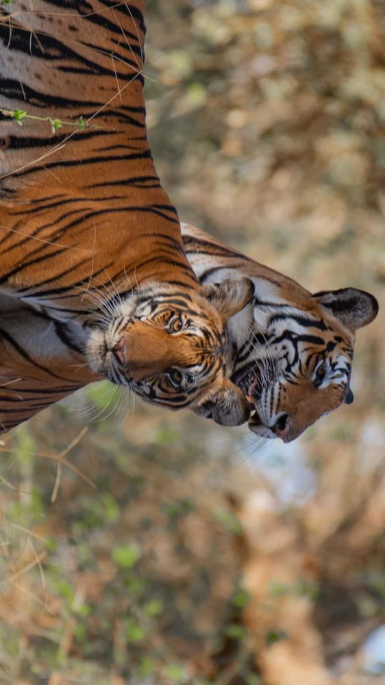 Photograph by Vivek Yadav