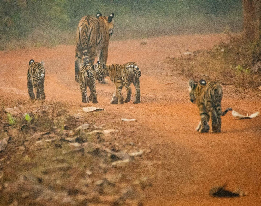 Photograph by Vivek Yadav