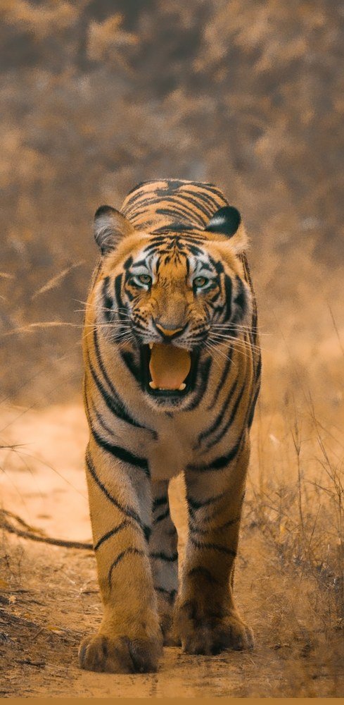 Photograph by Vivek Yadav