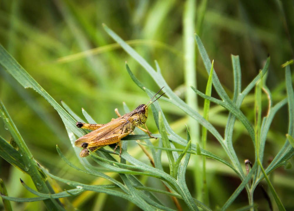 Сибирский кузнечик