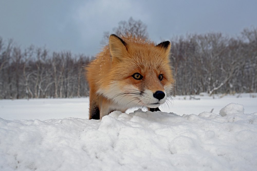 Photograph by Александр Редько