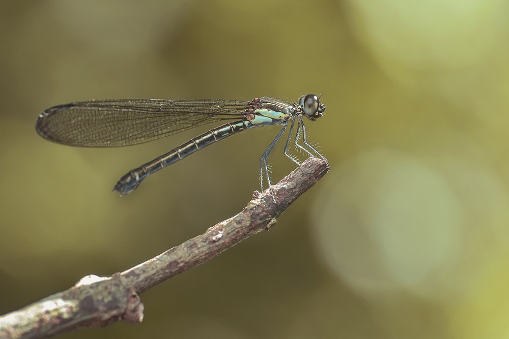 Photograph by Fauzan Alfin