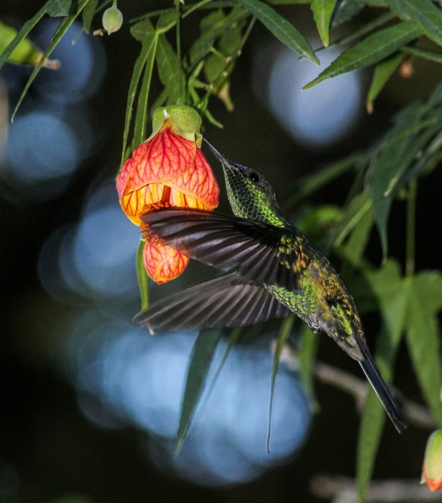 Beija flor de fronte violeta