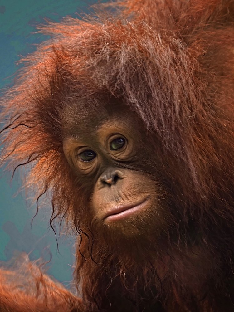 Sumatran Orang Utan