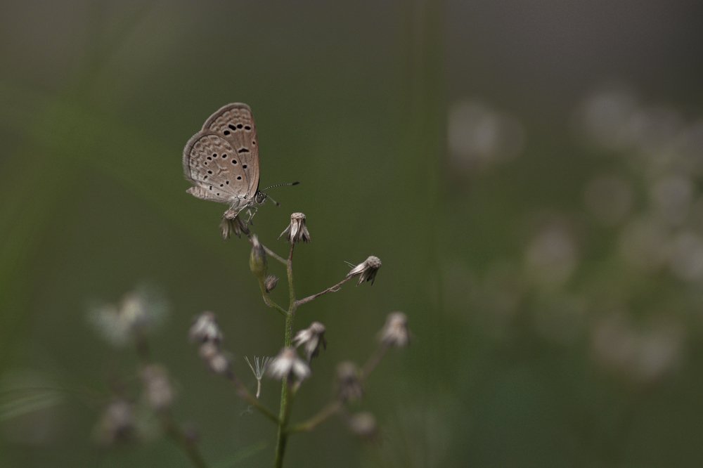 Dark Grass Blue Butterfly