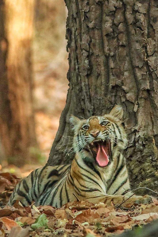 Photograph by Digambar Chaple