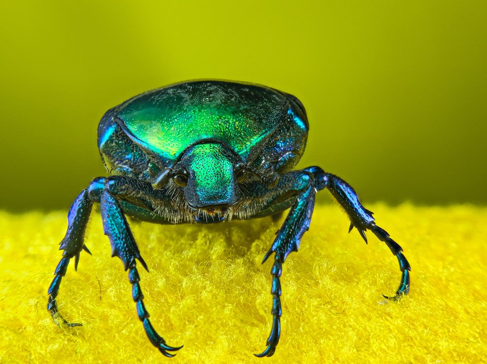 Flower Chafer