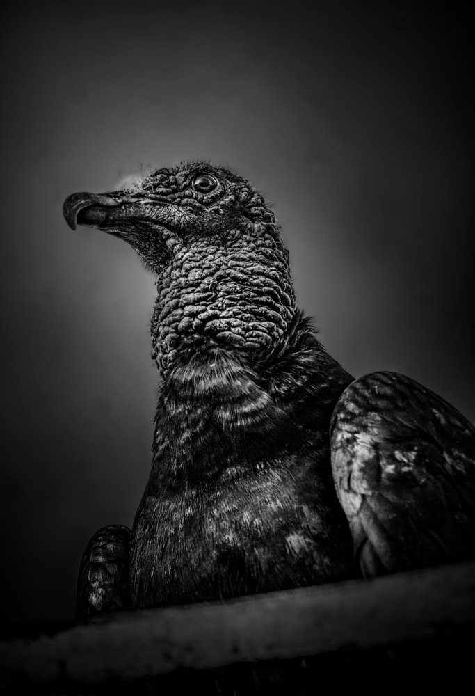 Photograph by Junior Imigrante