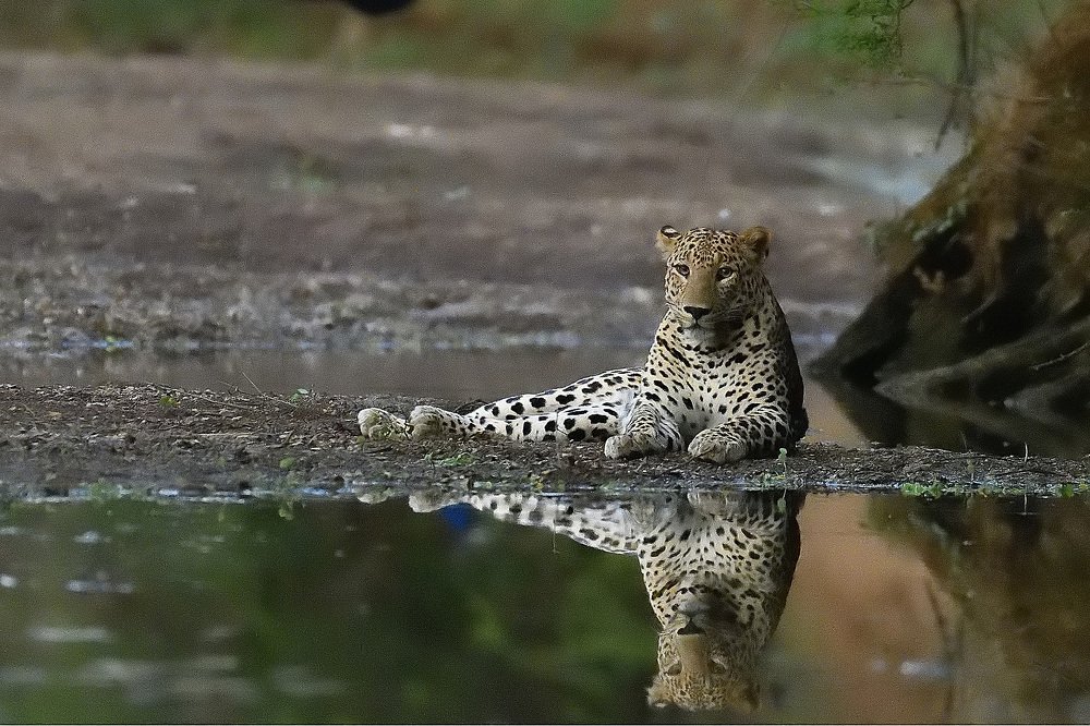 Photograph by Dr.Shashi Sharma