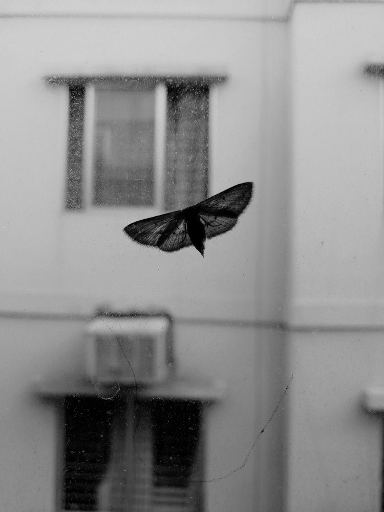 Dawn's moth