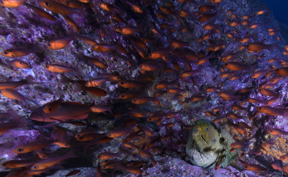 The brown eel and the gringos ..