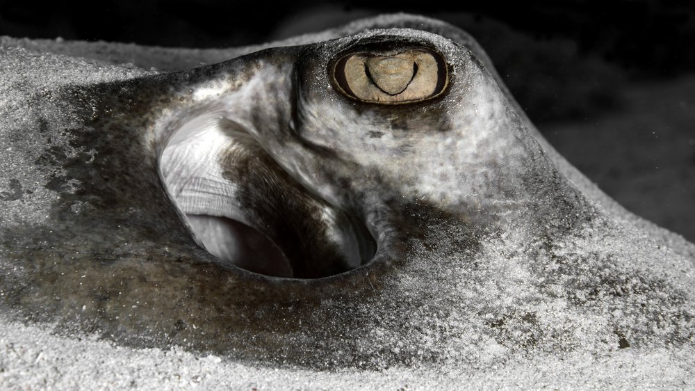 The eye of the stingray ...