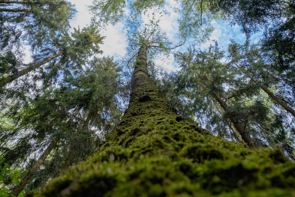Фотография автора Иван Алексеев