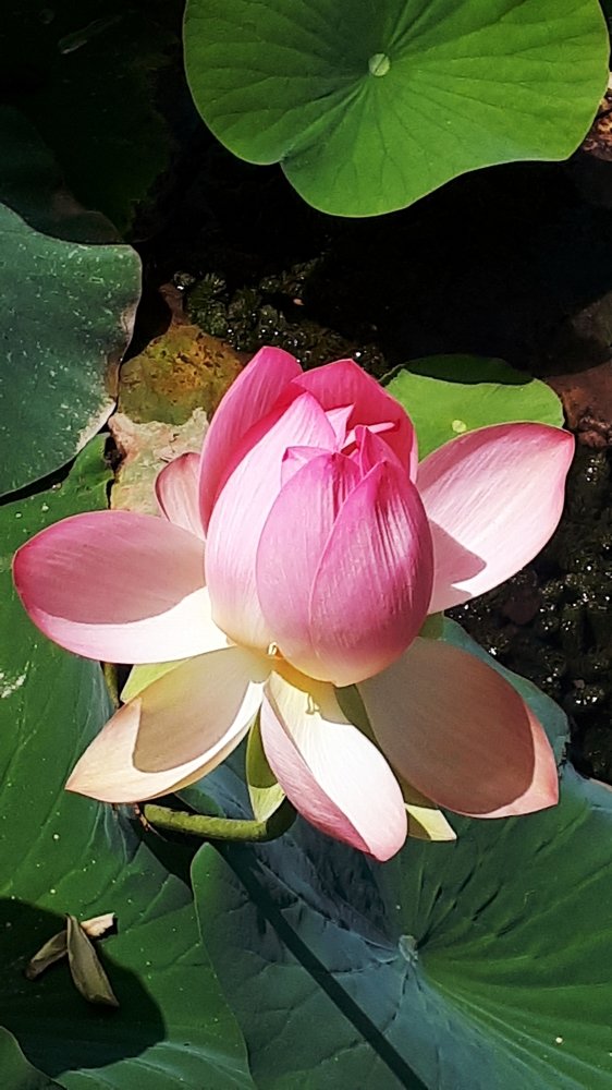 Photograph by Victoria Prilutsky