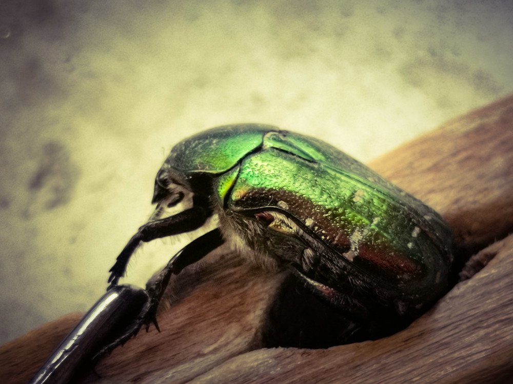 Photograph by Галина Литвинова