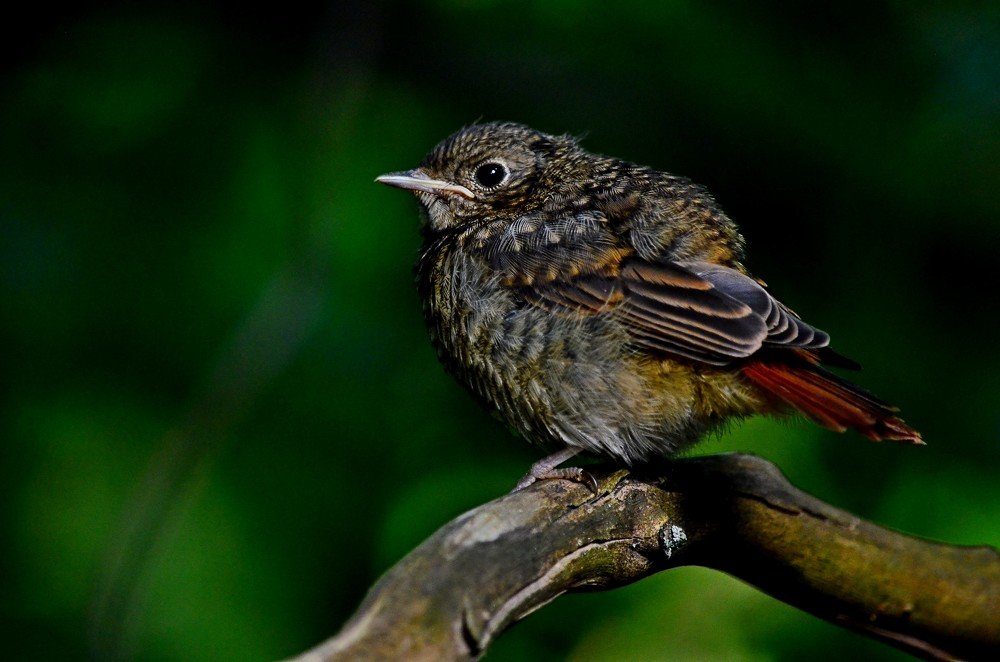 Photograph by Сергей Торхов