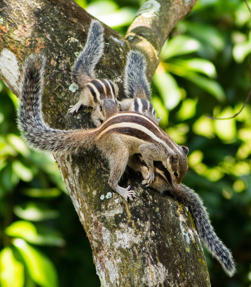 Photograph by Abhishek Manna