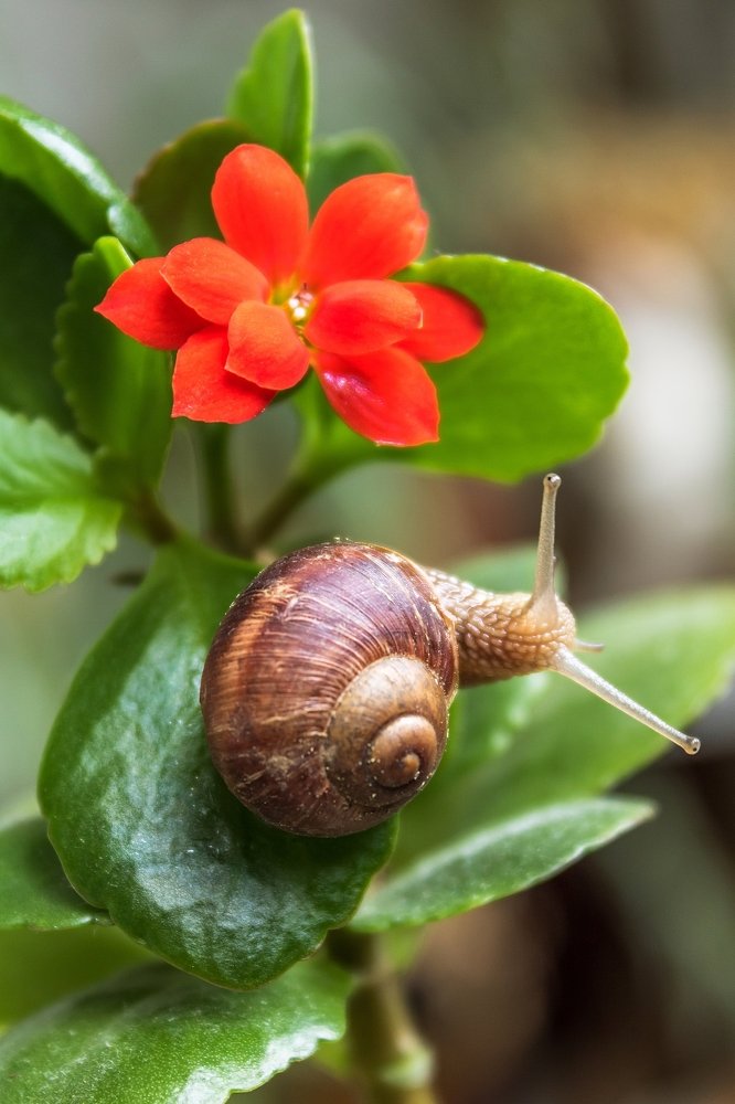 Snail on a flower